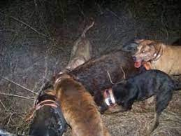 Image Result For Pig Hunting Dogs Nz Pighuntingnz Pighuntingaustraliapitbull Pighuntingdogs Hoghuntingdogs Pig Hunting Pig Hunting Dogs Hunting Dogs