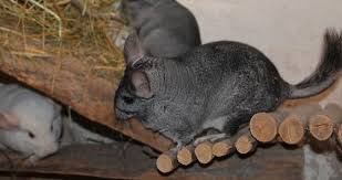 Select from hundreds of pet classifieds that will meet your preference. 73 Chinchilla Breeders Near You With Chinchillas For Sale List
