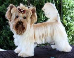 Just dust and cicadas and the impending humidity of a long summer. Golddust Yorkshire Terrier Dog Breed Information And Pictures