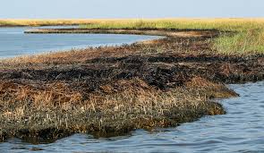 My son spilled some chainsaw lubricant oil on a small section of the lawn. 215m In Bp Oil Spill Money To Restore Louisiana Marshes Biz New Orleans