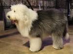 Old English Sheepdog Dog Breed Information, Pictures ...