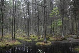 It may be difficult to find in nurseries as well. About Us Atlantic White Cedar Conservation Llc