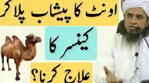 Camel milk helps to treat infectious diseases such as tuberculosis in humans. Oont Ke Pishab Ko Peekar Cancer Ka Ilaj Karwana Kaisa Hai Mufti Tariq Masood Youtube