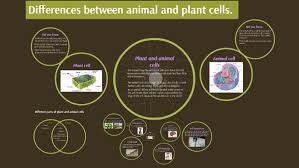 Are plant and animal cells the same? Differences Between Animal And Plant Cells By Johann Pistner On Prezi Next