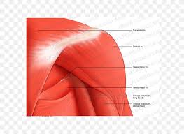 The human shoulder is made up of three bones: Shoulder Deltoid Muscle Human Anatomy Png 600x600px Shoulder Anatomy Arm Coronal Plane Deltoid Muscle Download Free