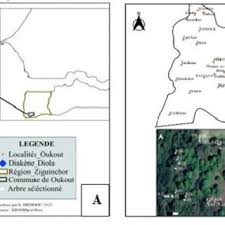 Image result for Dissotis pachytricha