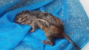 Lil buddy just needed a nice blanket and a walnut. Chipmunk After Near Drowning Cpr Youtube