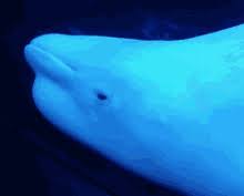 Ликер белуга хантинг, биттер травяной ( beluga hunting ). Beluga Whale Gif Gifs Tenor