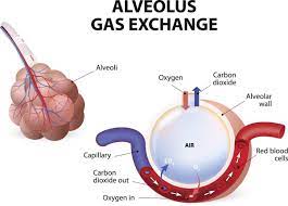 Alveolus Gas Exchange Process Respiratory System Respiratory System Anatomy Study Biology