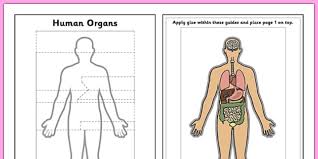 Vector illustration of body and muscles anatomy. Human Organs Interactive Labelling Activity