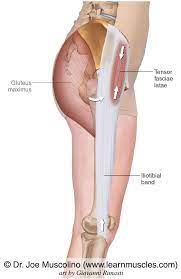 Tensor Fasciae Latae Tfl Learn Muscles