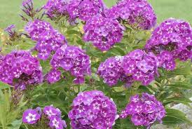 Summer Phlox