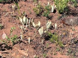 Image result for Helichrysum mechowianum