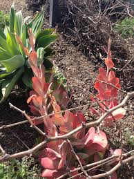 Pink Succulent Either Kalanchoe Luciae Or Kalanchoe Thyrsiflora Green Most Of Year But Gets More Color In The Wi Succulent Gardening Paddle Plant Succulents