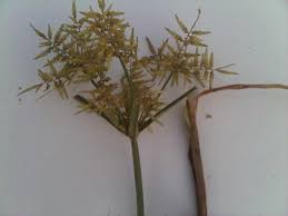 Image result for Pycreus africanus