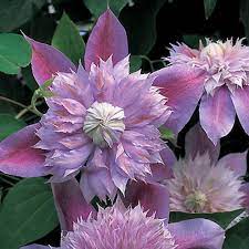 We did not find results for: Clematis Josephine White Flower Farm
