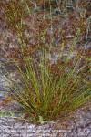 Image result for Cyperus amabilis