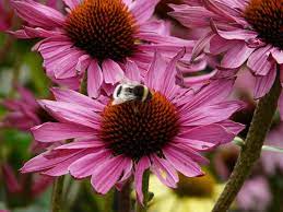 Echinacea Purpurea Ruby Glow