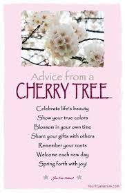 Each Art Card Says Advice From A Cherry Tree Celebrate Life S Beauty Show Your True Colors Blossom In Your Blossom Quotes Cherry Quotes Cherry Blossom Quotes