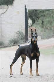 Texas Breeder Horizon Dobermans Doberman Breeders Doberman Dogs Doberman Pinscher