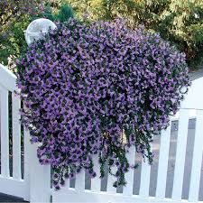 Image result for Scaevola