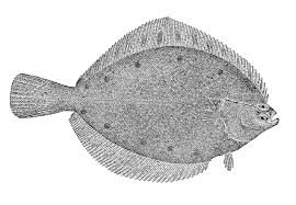 North Atlantic Fish Species Fish Identification Find