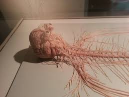 My Visit To Titanic The Experience And Bodies The Exhibition Human Nervous System Human Brain Body