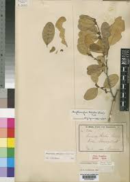 Image result for Mystroxylon