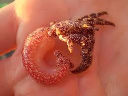 Pin On All About Hermit Crabs