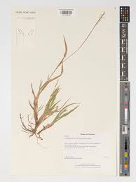 Image result for Urochloa eminii