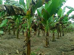 Cara membuat bibit pisang unggul. Cara Menanam Buah Pisang Cara Menanam Dan Teknik Budidaya Tanaman