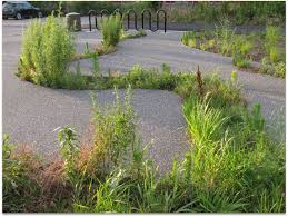 Artful Rainwater Design Symposium Stacy Levy Rain Garden Design Organic Yard Rainwater Harvesting