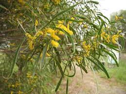 Acacia Acuminata Raspberry Jam Tree Termite Resistant Drylands Foundation Australian Trees Acacia Raspberry Jam