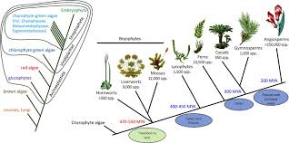Maybe you would like to learn more about one of these? The Evolution Of Flavonoid Biosynthesis A Bryophyte Perspective Abstract Europe Pmc