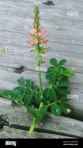 Image result for Indigofera spicata