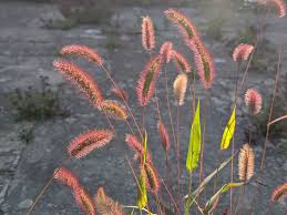 Image result for Setaria grandis