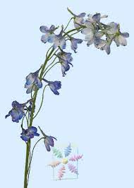 Delphinium Flower Information Delphinium Cut Flower Flower Shop Network