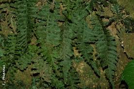 Image result for Vandenboschia gigantea