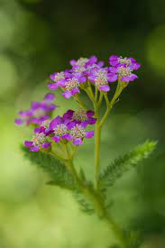 Chinese Yarrow 2 Plants Yarrow Flowers