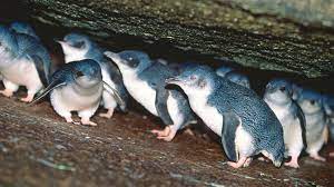 Fairy Penguins Sheltering In Rock Ledge Penguins Penguin Species New Zealand