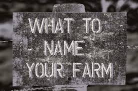A Guide To Choosing The Best Farm Names Toughnickel Money