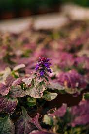 Check spelling or type a new query. Free Photo Beautiful Purple Flowering Plant With Pink And Green Leaves