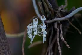 Image result for Microcoelia physophora