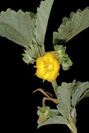 Image result for Melhania