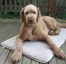 It is, therefore, far more likely that an f1b labradoodle is a wavy or curly coat. Pin On Labradoodle
