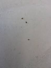 Metacritic game reviews, tiny bugs for iphone/ipad, far from our crowded cities, in the tiny tiny woods, there lives the tiny bugs! California Swarm Of Tiny Bugs On The Side Of My House Id Album On Imgur