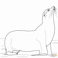 32 Sea Lion Coloring Page In 2020 Lion Coloring Pages