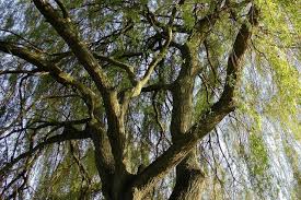 Image result for venturia saliciperda willow tree