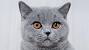 Cream British Shorthair Cat