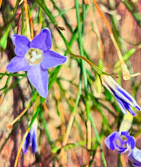 Image result for Wahlenbergia subaphylla